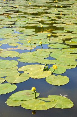 Çiçekli kadehler sarıdır (Nuphar lutea L.). Gölette çalılıklar