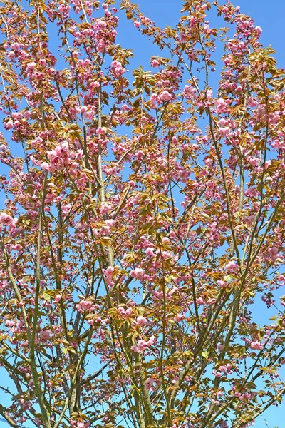 Kronan Blommande Sakura Prunus Serrulata Lindl Mot Bakgrund Blå Himmel — Stockfoto
