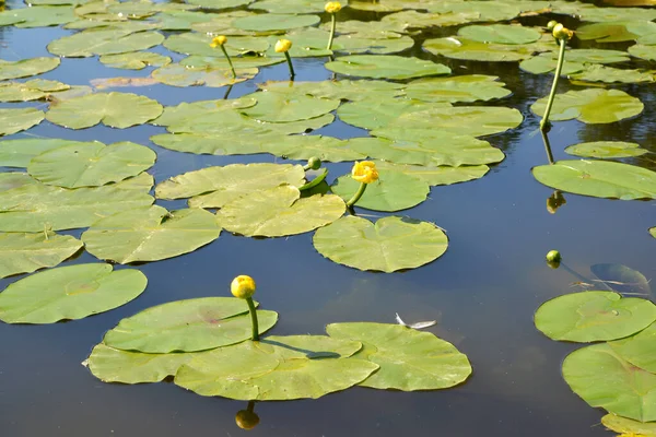 Flowering Goblet Yellow Nuphar Lutea Thickets Pond — Stock Photo, Image