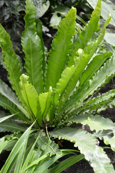 찌르레기 Abeauium Scolopendrium Newman — 스톡 사진