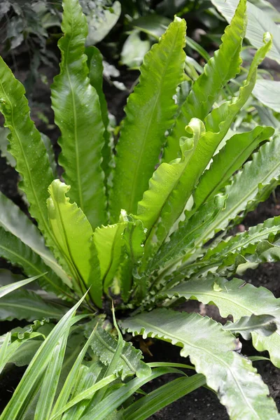 Feuille Fougère Commune Asplenium Scolopendrium Newman — Photo