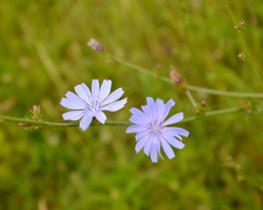 Yaygın hindiba çiçekleri (Cichorium intybus L.)