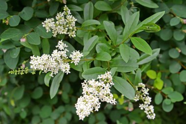 Sıradan turkuaz (Ligustrum vulgare L.). Çiçek açan bitki.