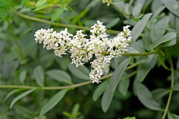 Weiße Blütenstände Des Gewöhnlichen Türkis Ligustrum Vulgare — Stockfoto