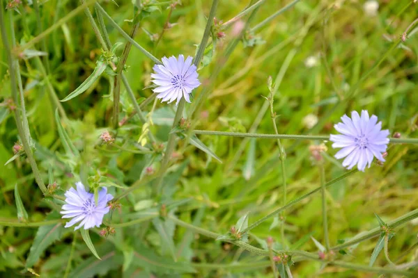 Sıradan hindiba (Cichorium intybus L.). Çiçek açan bitki.