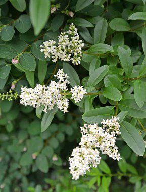 Sıradan turkuaz (Ligustrum vulgare L.). Çiçekli çalı