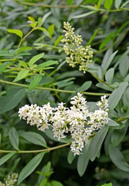 Sıradan turkuazın infloresanları (Ligustrum vulgare L.)