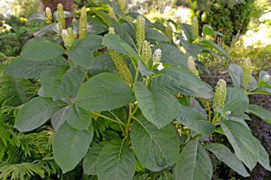 Çiçekli phytolacca yenilebilir (kemik) (Phytolacca acinosa Roxb.)