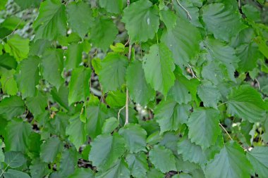 Yeşil fındık yaprakları (ayı fındığı) (Corylus colurna L.). Arkaplan