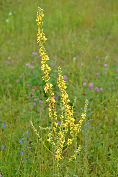 Квітуча Корова Чорна Verbascum Nrum Загальний Вигляд — стокове фото