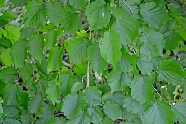 Green Leaves Tree Shaped Hazelnut Bear Nut Corylus Colurna Background — Stock Photo, Image