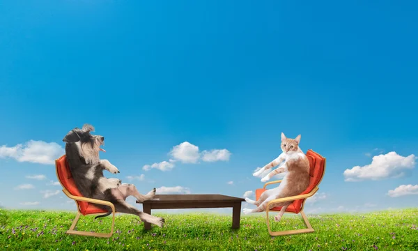 Кіт і собака розслабляються — стокове фото