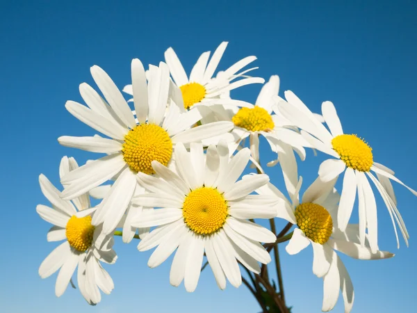 Daisy sfondo — Foto Stock