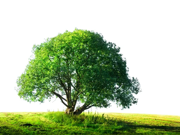 Baum isoliert — Stockfoto