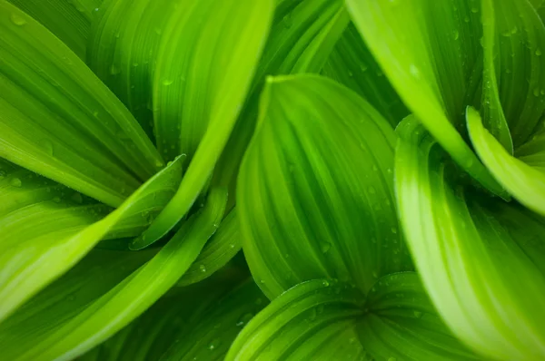 草本植物 — 图库照片