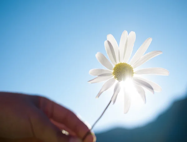 Mano con fiore — Foto Stock