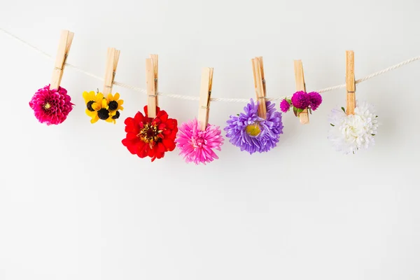 Fleurs d'été fond — Photo