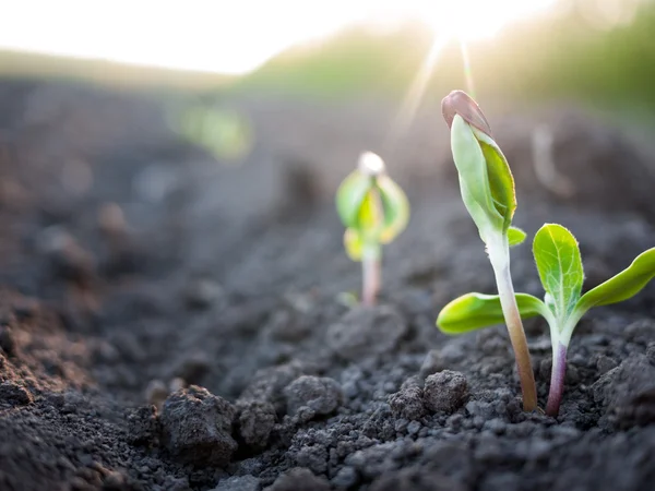 Groene planten — Stockfoto