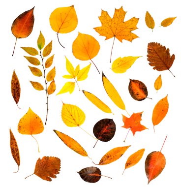 Sonbahar Yaprakları