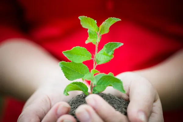 Plante verte dans les mains — Photo