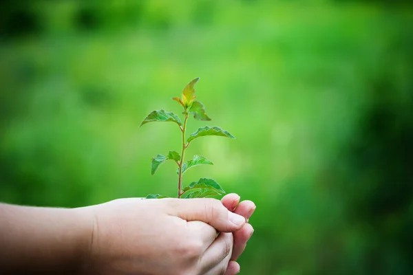 Planta verde em mãos — Fotografia de Stock