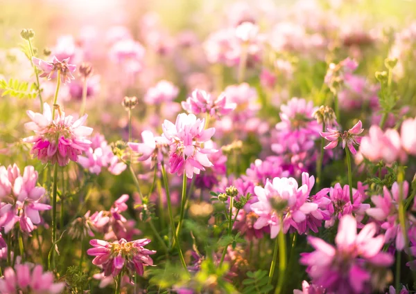 Fundo flor — Fotografia de Stock