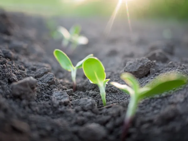 Crecimiento de plantas verdes —  Fotos de Stock