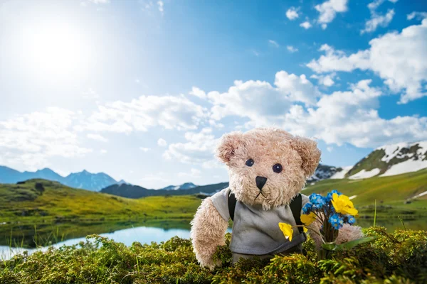 Nallebjörn vandring — Stockfoto