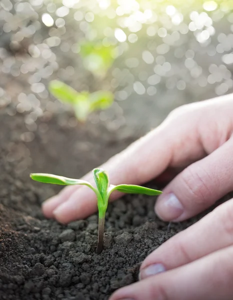 Croissance des plantes vertes — Photo