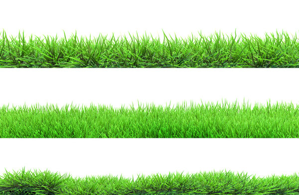 grass isolated