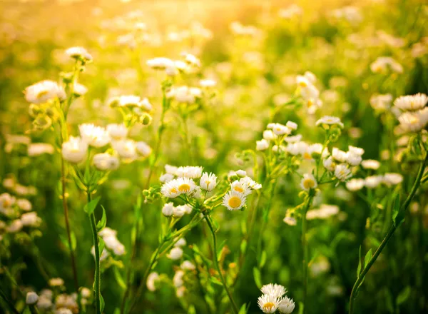 Daisy background — Stock Photo, Image