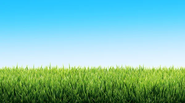 Grass — Stock Photo, Image