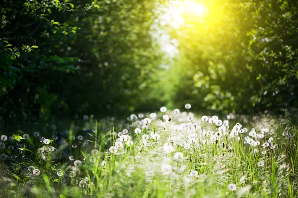 Giardino — Foto Stock