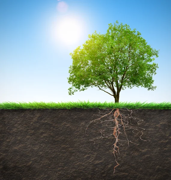 Árbol con raíces — Foto de Stock