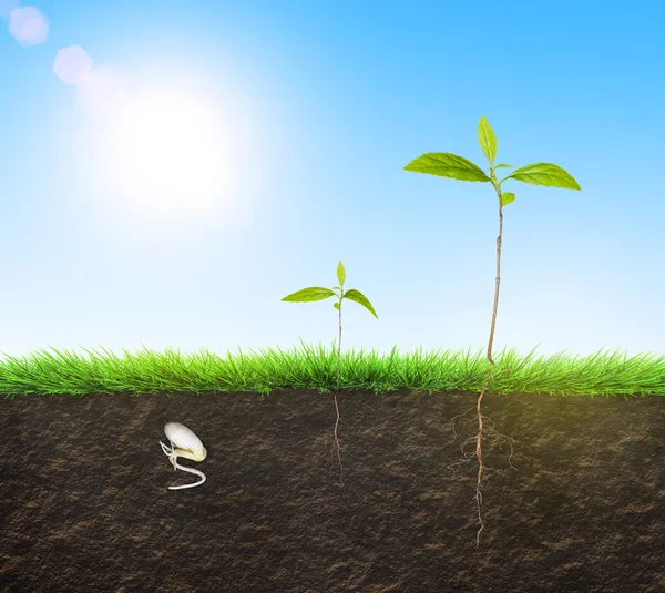 Seedling illustration soil — Stock Photo, Image