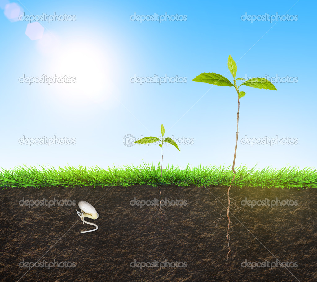 seedling illustration soil