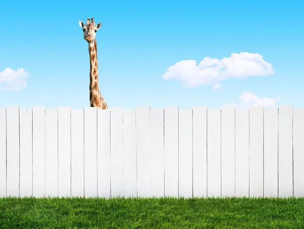 curious neighbor