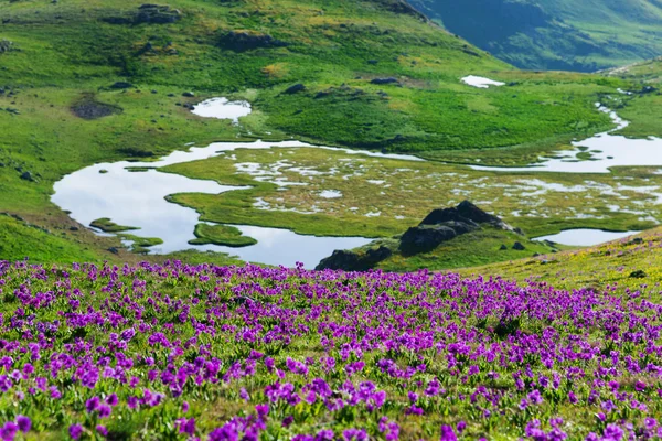 Blommor i bergen — Stockfoto