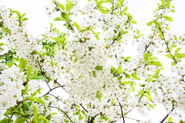 Spring background — Stock Photo, Image