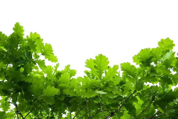 Oak tree leaves — Stock Photo, Image