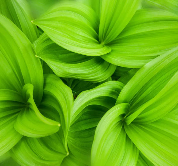 Hojas verdes fondo abstracto — Foto de Stock