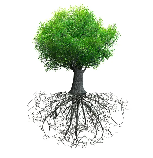 Albero isolato — Foto Stock