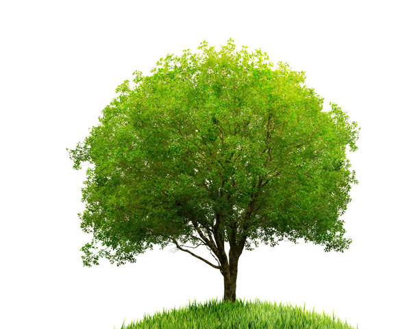 Tree and grass isolated on white background