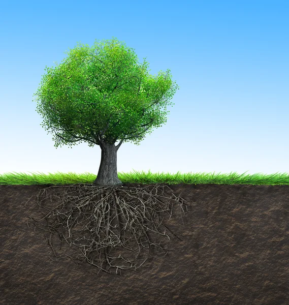 Tree with roots — Stock Photo, Image