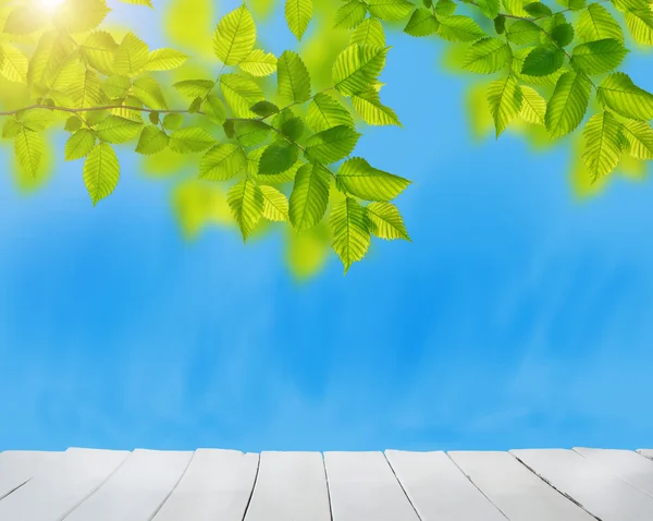 Summer garden background — Stock Photo, Image