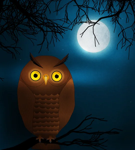 Owl at night — Stock Photo, Image