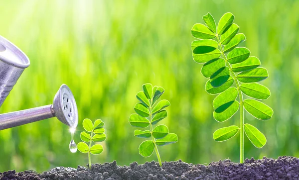 watering and gardening seedlings growth nature concept