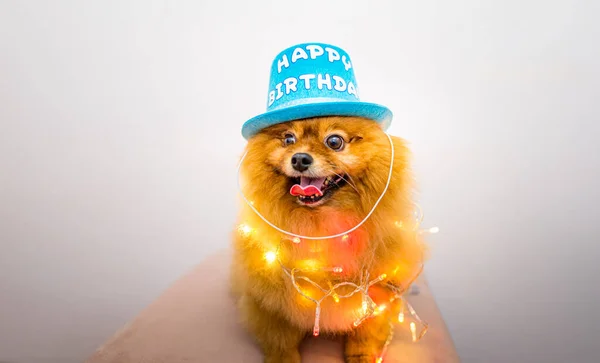 Cão Feliz Comemorando Aniversário Carnaval Usando Chapéu Festa — Fotografia de Stock
