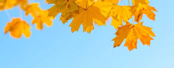 黄色のカエデの葉 秋の自然背景 — ストック写真