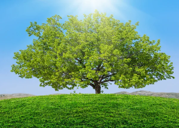 Träd Och Sommar Grönt Gräs Fält Landskap — Stockfoto